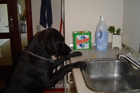 Labrador retriever Mille - Hvad gør man ikke for mad. billede 6