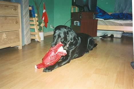 Labrador retriever Mille - Det bedste Mille ka komme til er at pakke gaver op og hun er god til det. billede 7