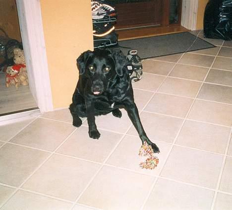 Labrador retriever Mille billede 8