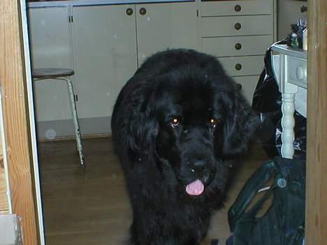 Newfoundlænder Shamira - Fant noen bilder gemt væk et sted. ikke så god kvalitet, men igen, det kommer til jul.. billede 5