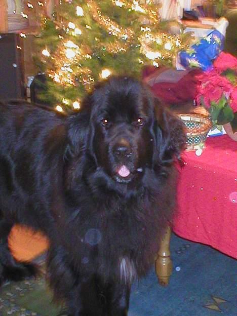 Newfoundlænder Shamira billede 6