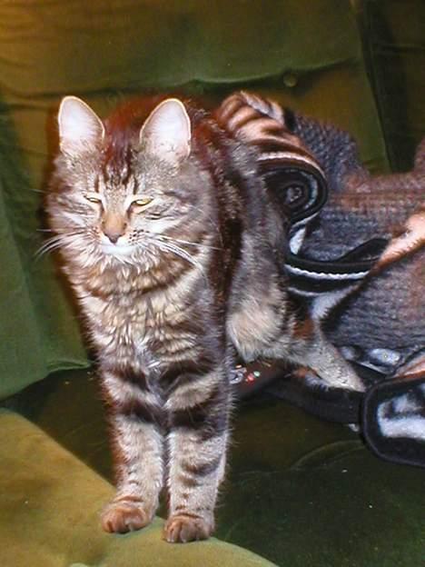 Newfoundlænder Shamira - Her er min samboer og legekamerat "pitti" billede 4