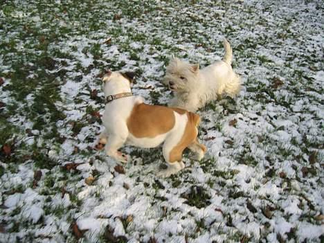 West highland white terrier Tottie - Et utroligt øjeblik, Tottie leger med sin bror.... billede 10