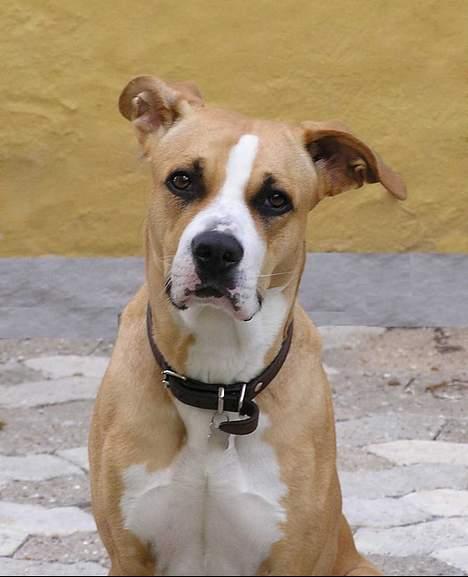 Blanding af racer Soya billede 1