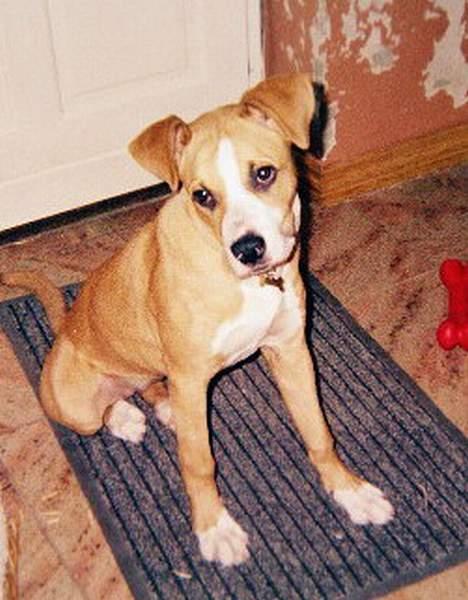 Blanding af racer Soya - Væggen bagved er Soya´s værk. billede 2