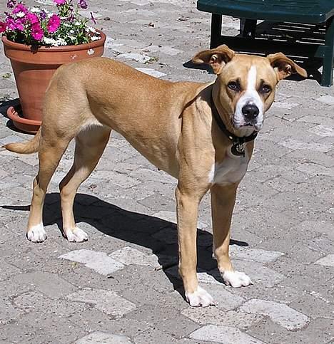 Blanding af racer Soya billede 4