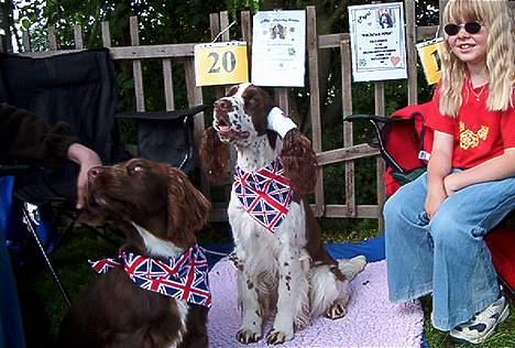 Engelsk springer spaniel Abba billede 4