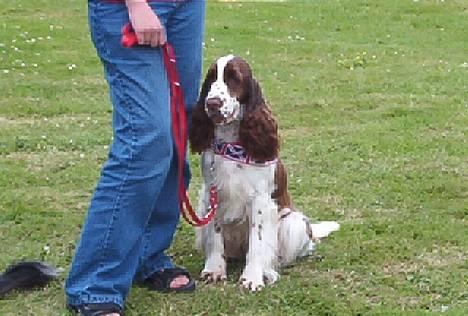 Engelsk springer spaniel Abba billede 6