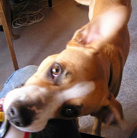 Blanding af racer Soya billede 3