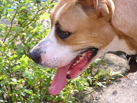 Blanding af racer Soya billede 5