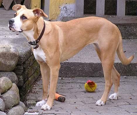 Blanding af racer Soya billede 6