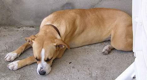 Blanding af racer Soya billede 7