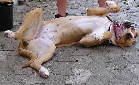 Blanding af racer Soya billede 8