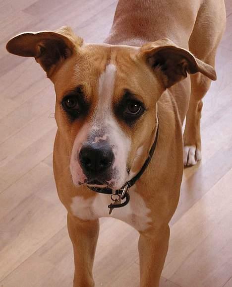 Blanding af racer Soya billede 9