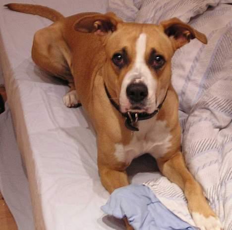 Blanding af racer Soya billede 10