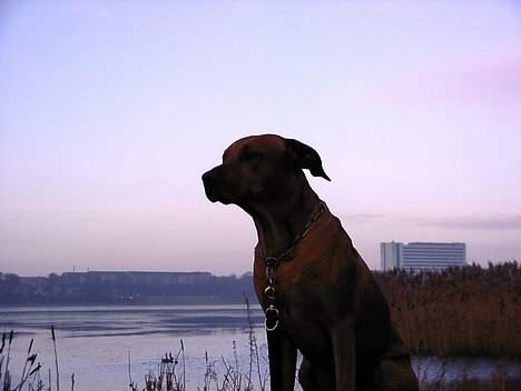 Rhodesian ridgeback Libaax (løve på Somalisk) - Motiv fra favorit turen, søndersø rundt i Viborg billede 2