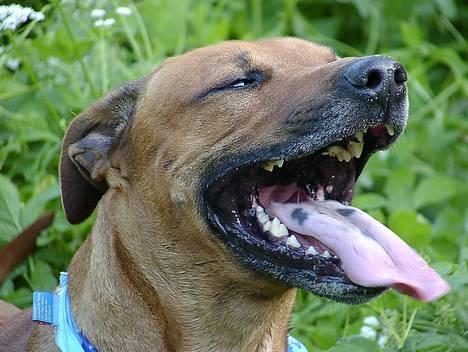 Rhodesian ridgeback Libaax (løve på Somalisk) - det er vildt udmattende at spille bold når ukrudet er så højt !!!! billede 3