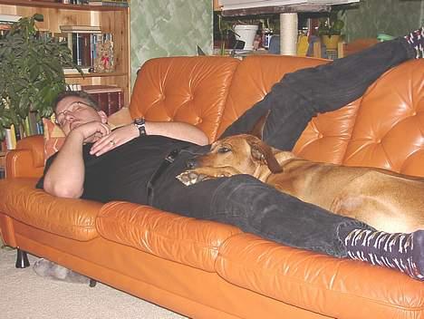 Rhodesian ridgeback Libaax (løve på Somalisk) - Hvis der er nogen der ved hvodan man får sine mennesker til at købe en større sofa, så skriv venligst til mig.........   ;-) billede 6