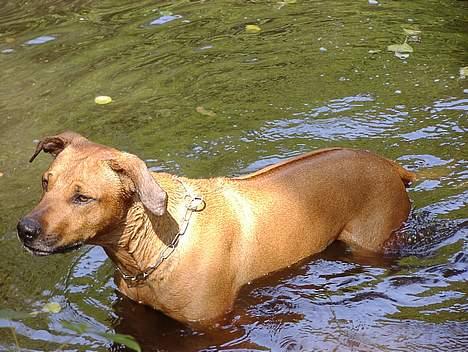 Rhodesian ridgeback Libaax (løve på Somalisk) - Badedyr ???????  nej nej, det er dem med luft i  :-) billede 7