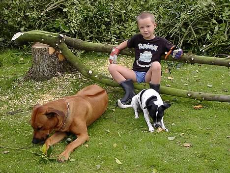 Rhodesian ridgeback Libaax (løve på Somalisk) - Min nabo Muller og en af mine mennesker Nikolai i Mullers have, efter at vi havde fældet et par træer billede 8