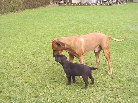Rhodesian ridgeback Libaax (løve på Somalisk) - æeeeh altså, ham den lille vil hele tiden slikke mig i hovedet.......... *skrid din lille gnom* billede 9