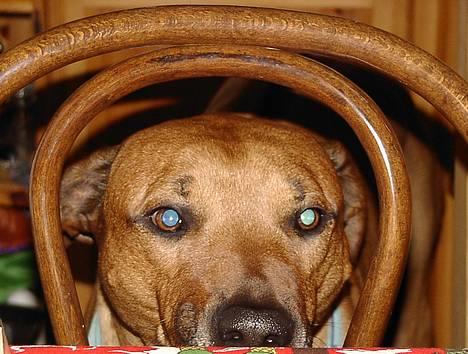 Rhodesian ridgeback Libaax (løve på Somalisk) - er det i får bedre.......... ? det dufter meget bedre billede 10