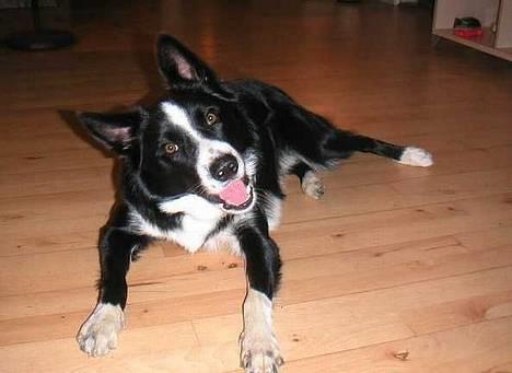Border collie Indiana Jones "Indi" - RIP billede 8