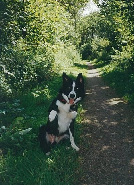 Border collie Indiana Jones "Indi" - RIP - Hej hej billede 9