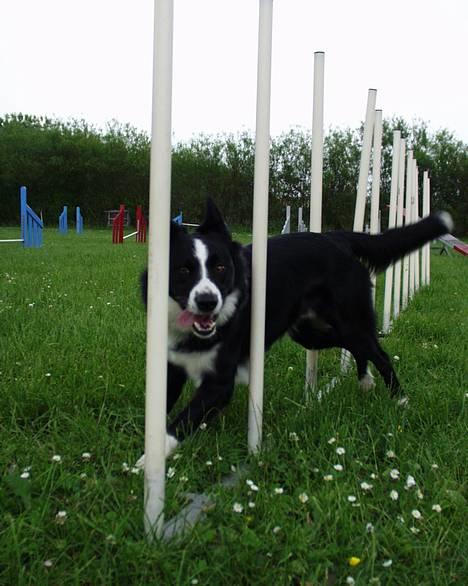 Border collie Indiana Jones "Indi" - RIP - Slalom billede 10