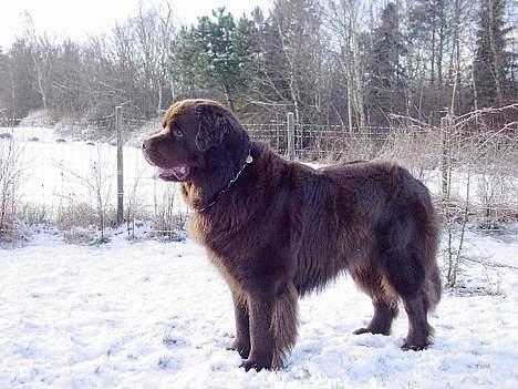 Newfoundlænder Nico - Her står han så og nyder den friske luft!! billede 1