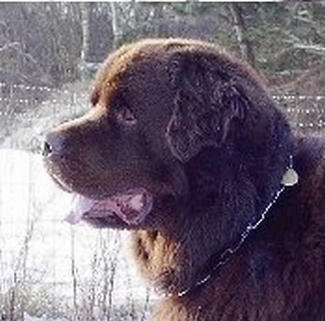 Newfoundlænder Nico - Jahh her står han så og glor på en hund der går forbi:) billede 2