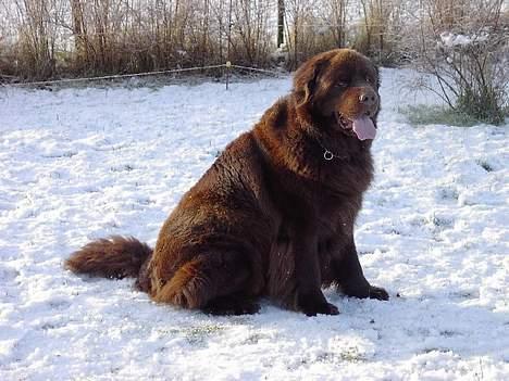 Newfoundlænder Nico - Her sidder han og har liige leget med vores kat!! billede 3