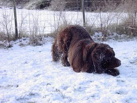 Newfoundlænder Nico - Jaaah der ruller han billede 4