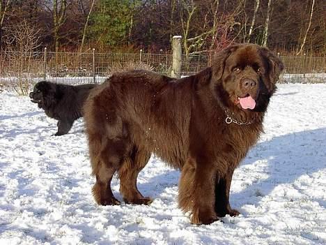 Newfoundlænder Nico - Er han ikk bare dejlig?? billede 5