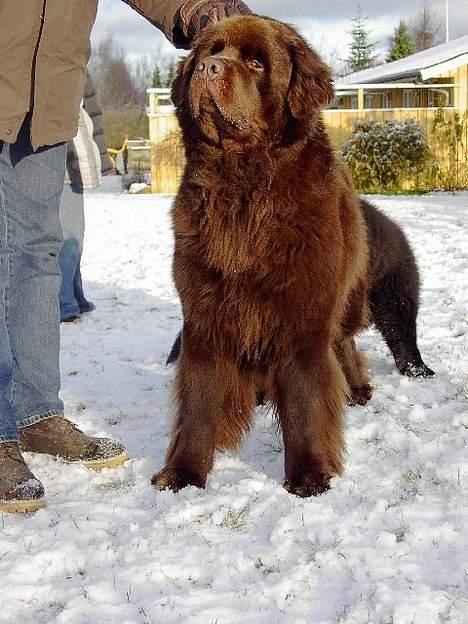 Newfoundlænder Nico - Her står han som han skal stå på en udstilloing:) billede 6