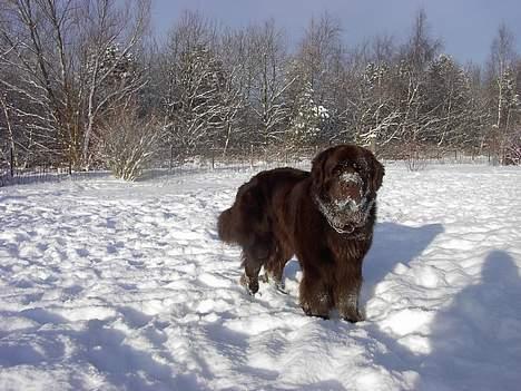 Newfoundlænder Nico - her er han så hvor han lige har sæt sin snusde i sneen!!! billede 7