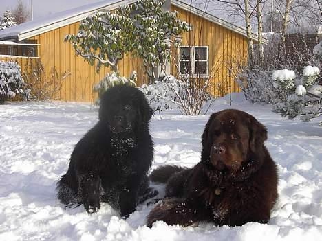 Newfoundlænder Nico - Til højre har vi nico og til venstre har vi min anden hund Zulu. billede 8