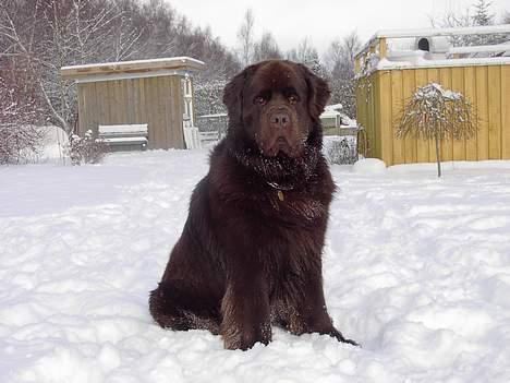 Newfoundlænder Nico - Her sidder han bare og nyder livet! billede 9