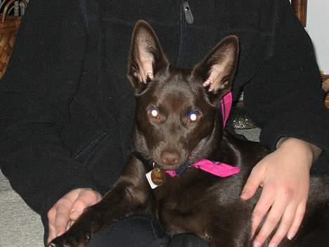 Australsk kelpie Tess - Hej med dig!  billede 8