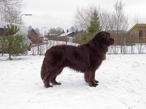 Newfoundlænder Nico - her står han fint og flot.. billede 10
