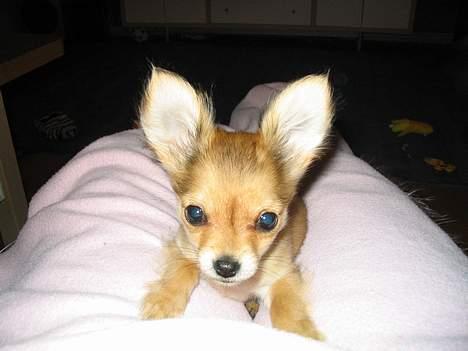 Chihuahua Cilla - Wow snart letter vi ;o) billede 8