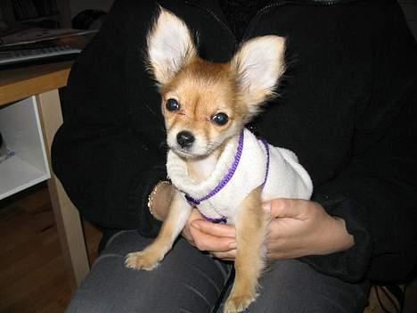 Chihuahua Cilla - Det er koldt i disse tider... billede 10