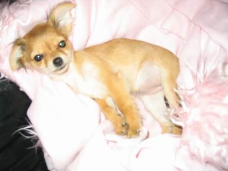 Chihuahua Cilla - Endnu en lur i mit favorit täppe billede 9