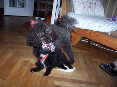 Dværgpuddel Blackie - her leger han med min anden hund smut billede 3