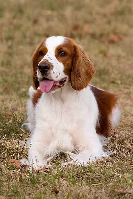 Welsh springer spaniel Nelly  10.11.2003 - Tosafoto billede 1