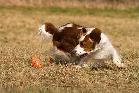 Welsh springer spaniel Nelly  10.11.2003 - Tosa foto billede 3