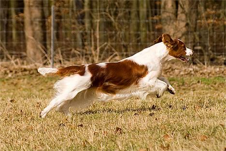 Welsh springer spaniel Nelly  10.11.2003 - Tosa foto - fuldt fir spring billede 4