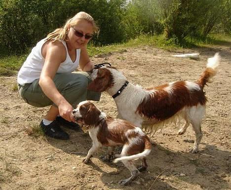 Welsh springer spaniel Nelly  10.11.2003 - Mig, min lillebror og min mor - på tur i Hedeland! billede 6