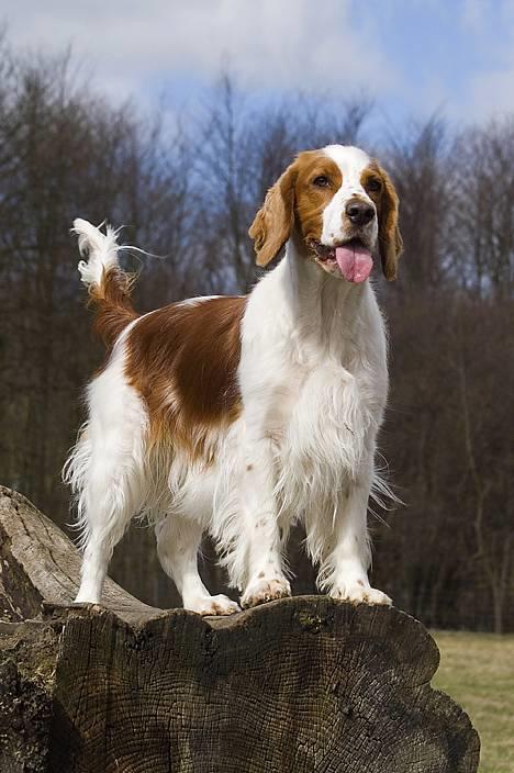 Welsh springer spaniel Nelly  10.11.2003 - Tosa foto - I´m the king of the world!! billede 8