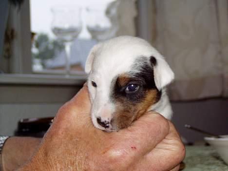 Jack russell terrier Filur - Baby-Filur billede 2